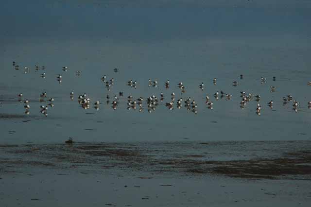 waterfowl